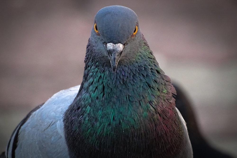 Comment ne plus jamais être pris pour un pigeon…